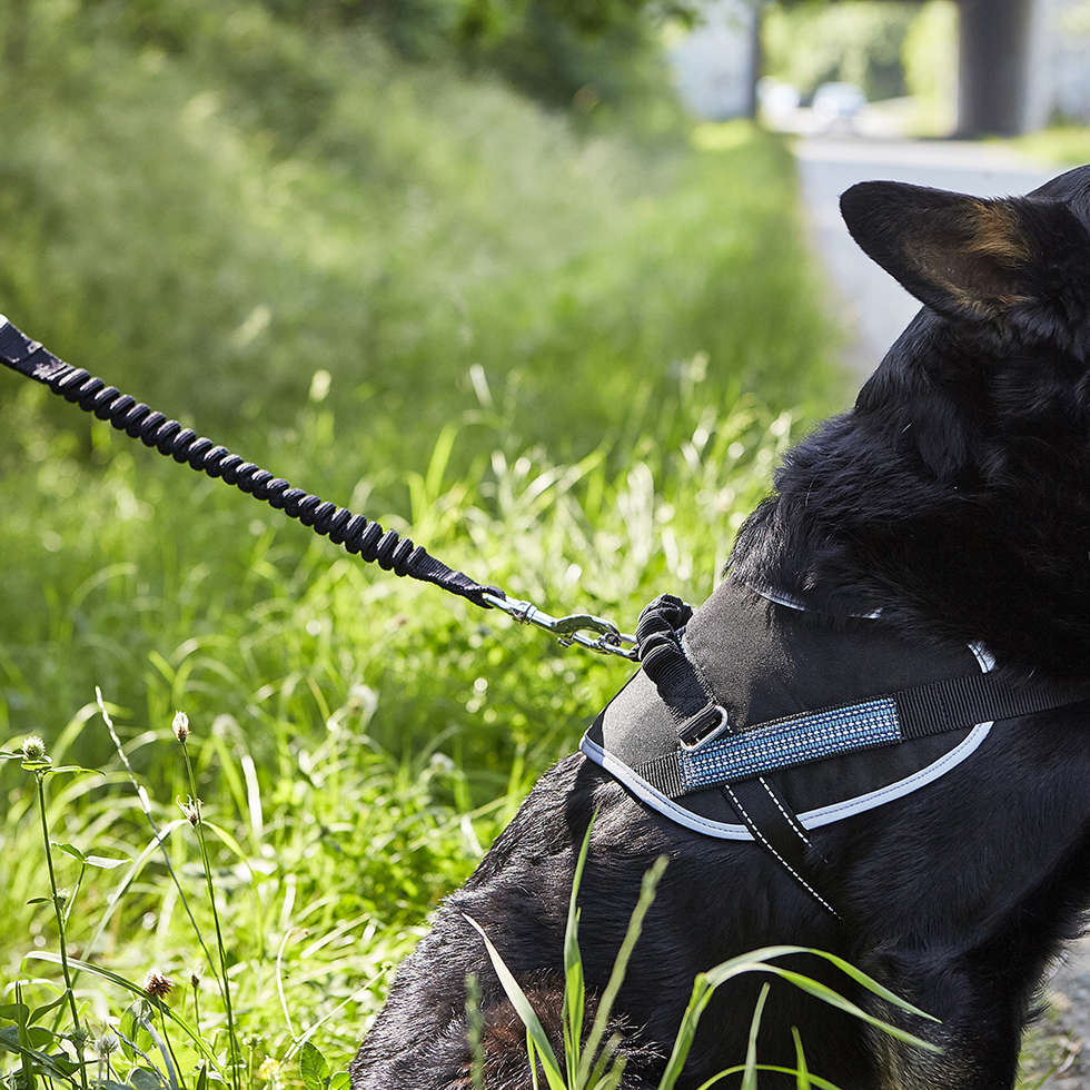 Geschirr + Leine B104 Größe M Geschirr + Leine B104 Größe M
