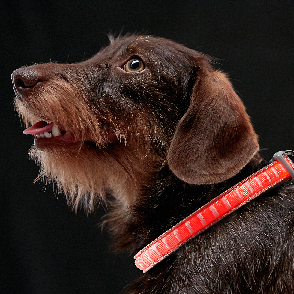 LED Hundehalsband B107 Größe: XS LED Hundehalsband B107 Größe: XS