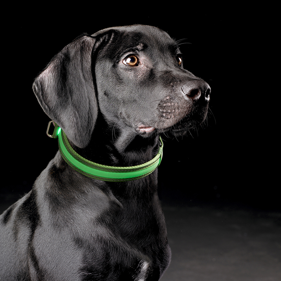 LED Hundehalsband B56 Größe S neongrün LED Hundehalsband B56 Größe S neongrün