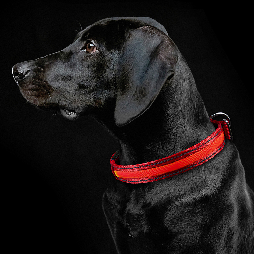 LED Hundehalsband B111 Größe M LED Hundehalsband B111 Größe M