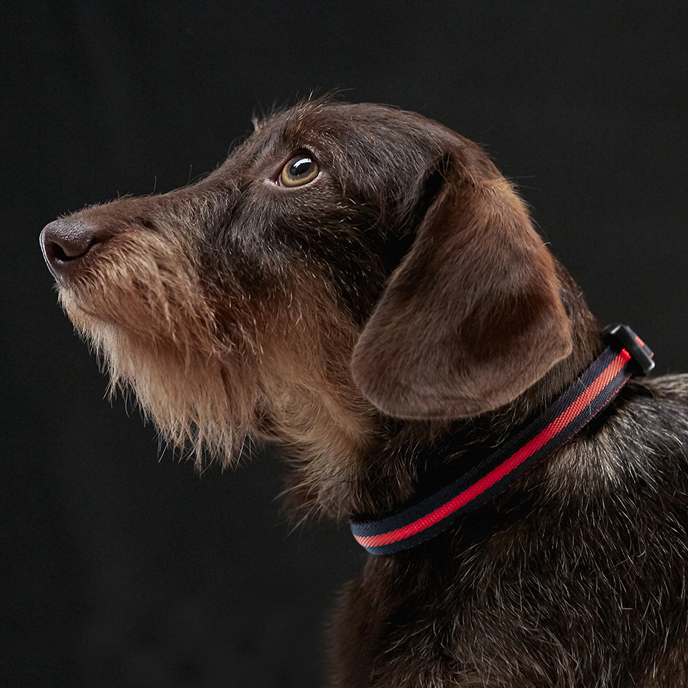LED Hundehalsband B48 Größe: XS LED Hundehalsband B48 Größe: XS