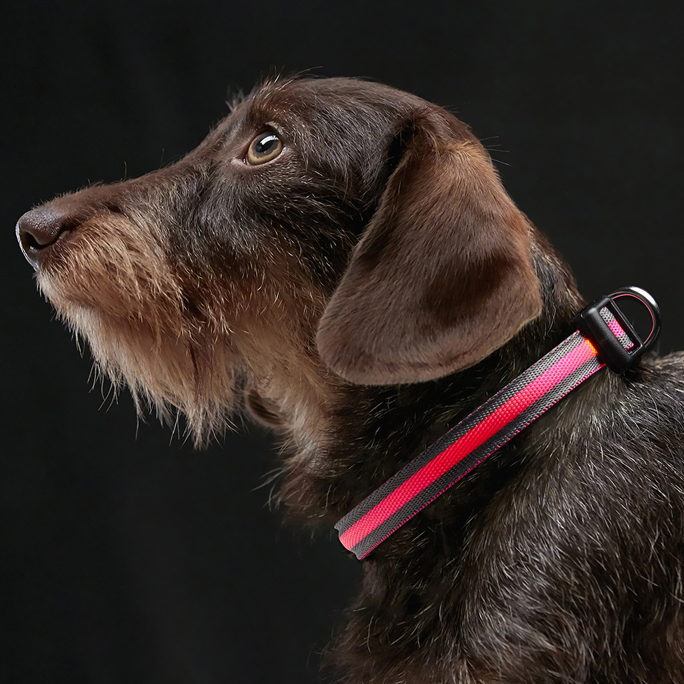 LED Hundehalsband B81 Größe XS LED Hundehalsband B81 Größe XS