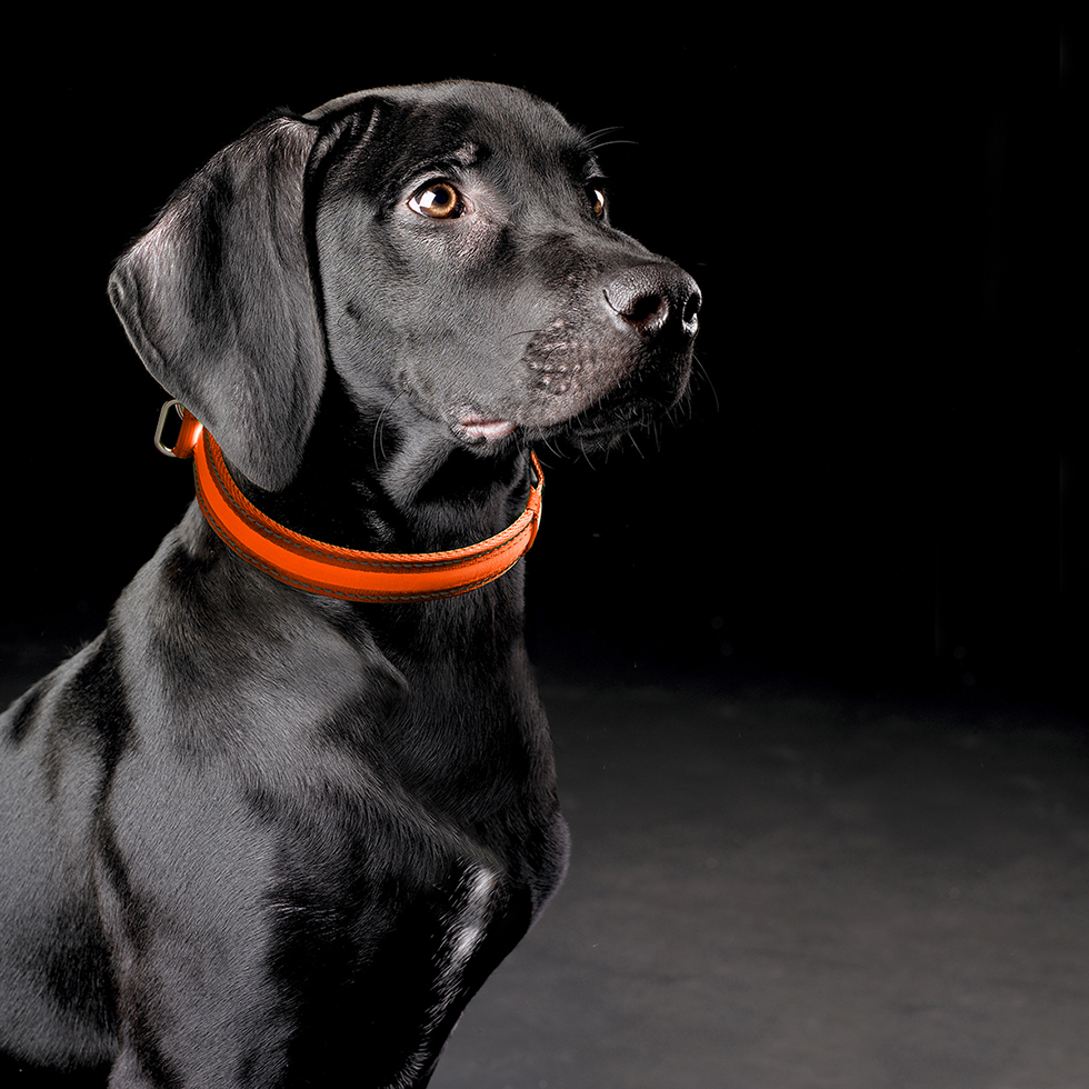 LED Hundehalsband B22 Größe S LED Hundehalsband B22 Größe S