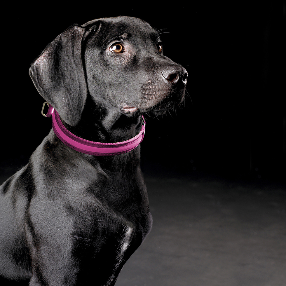 LED Hundehalsband B35 Größe S LED Hundehalsband B35 Größe S