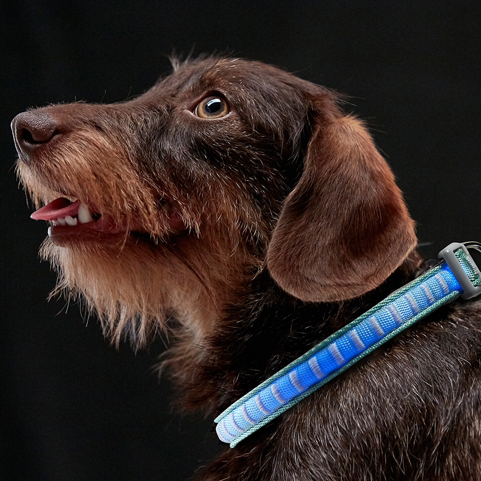 LED Hundehalsband B106 Größe XS LED Hundehalsband B106 Größe XS
