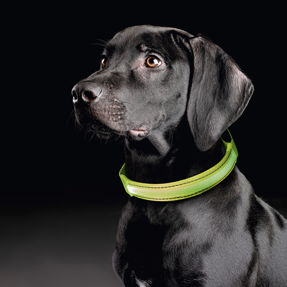 LED Hundehalsband B25 Größe S LED Hundehalsband B25 Größe S