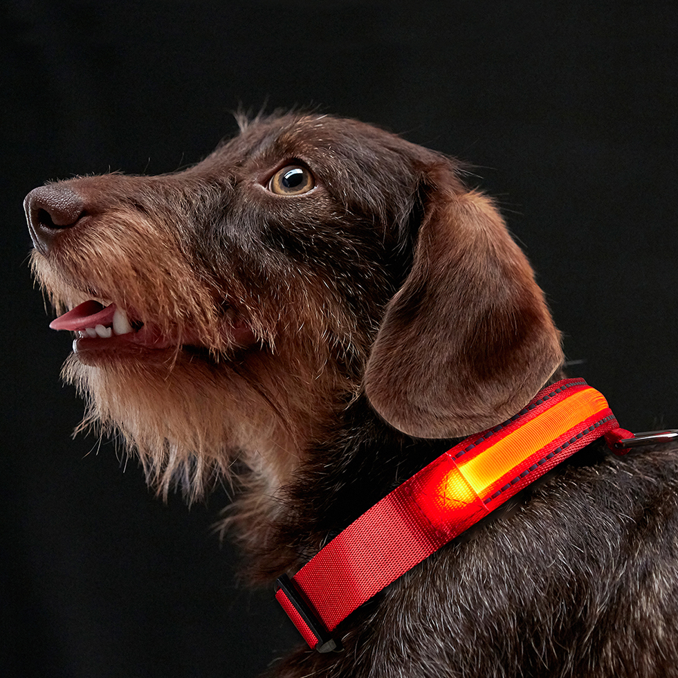  LED Hundehalsband B109 Größe S