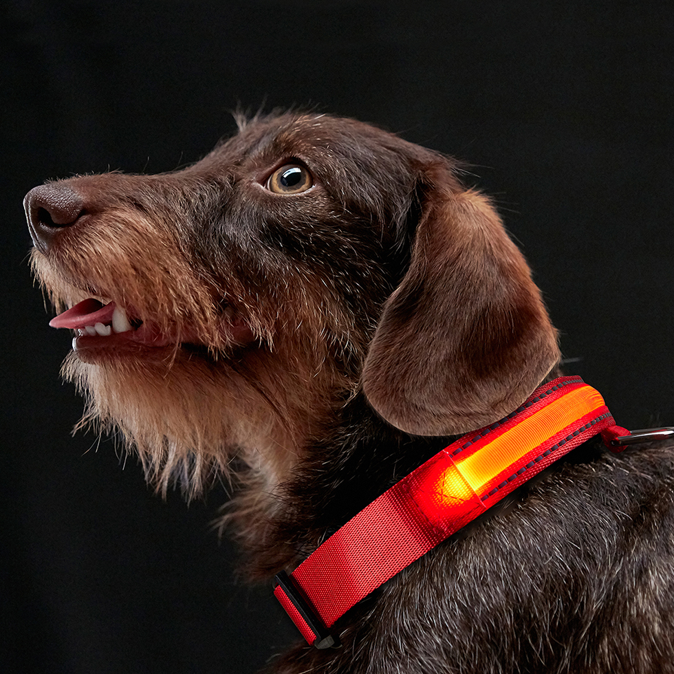 LED Hundehalsband B109 Größe S LED Hundehalsband B109 Größe S
