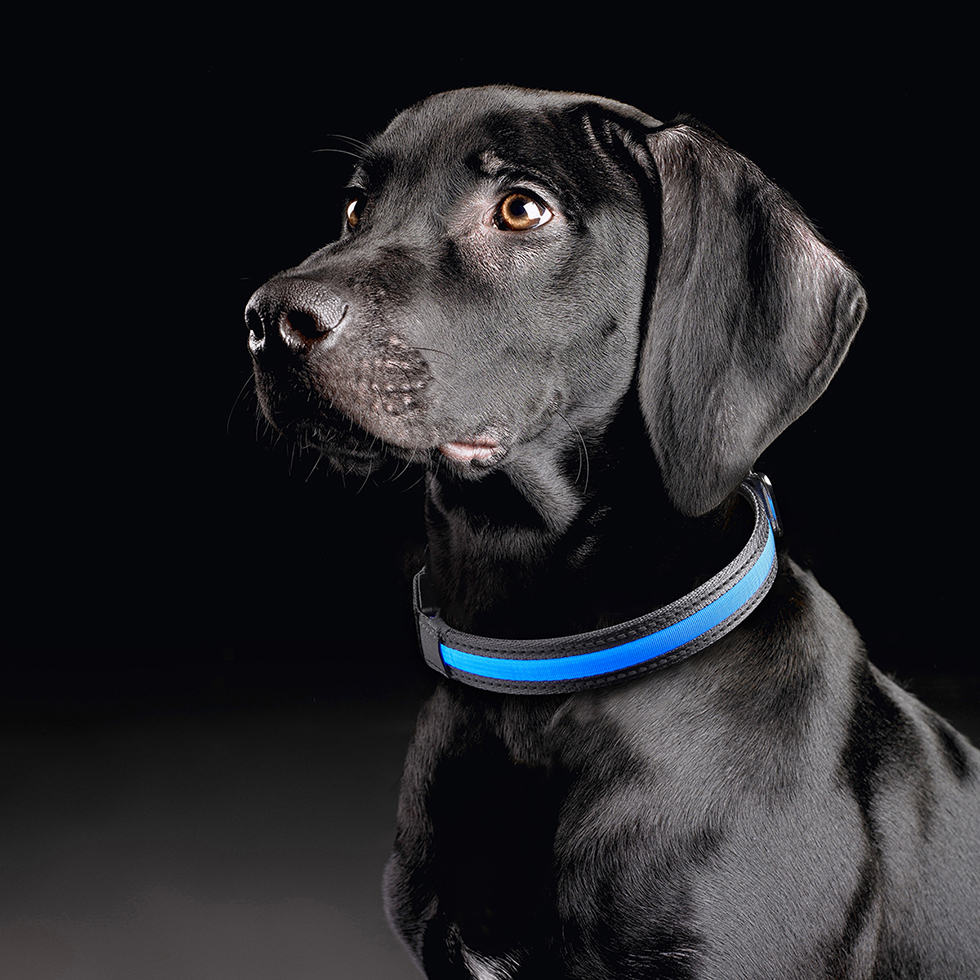 MeLiTec LED Hundehalsband B94 Größe S MeLiTec LED Hundehalsband B94 Größe S