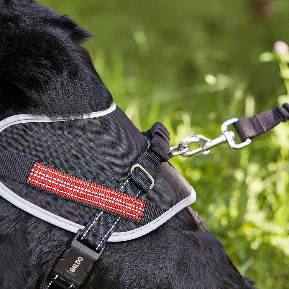 Geschirr + Leine B78 Größe S Geschirr + Leine B78 Größe S